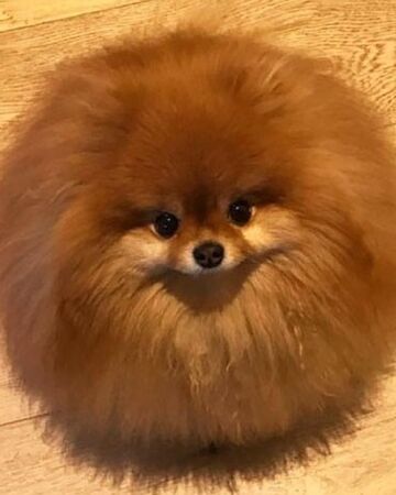 Pomeranian - Pomeranian, Spitz, Dog, Pets