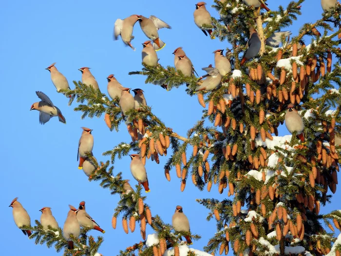 The waxwings flew in and the blizzards whistled - Waxwing, Birds, Passeriformes, wildlife, beauty of nature, The photo, The national geographic