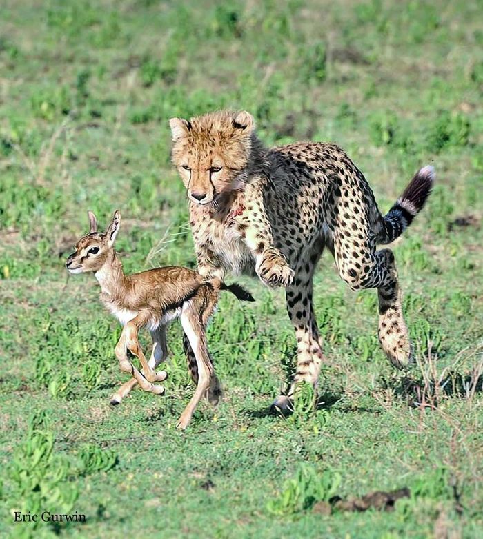 Hunting lesson - Gazelle, Artiodactyls, Cheetah, Young, Hunting, Mining, Small cats, Cat family, Predatory animals, Wild animals, wildlife, National park, Serengeti, Africa