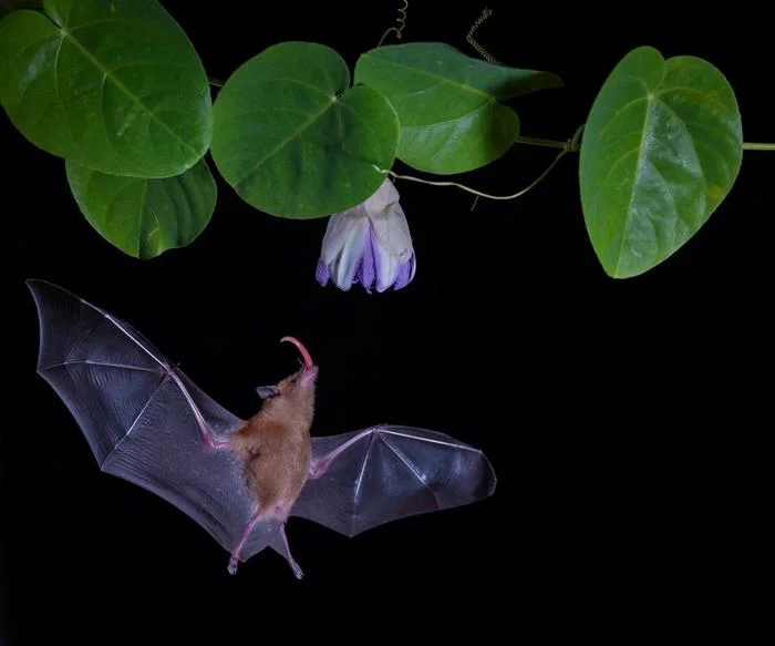 Uvula - Bat, Language, Flight, Animals, Flowers, Night, The photo