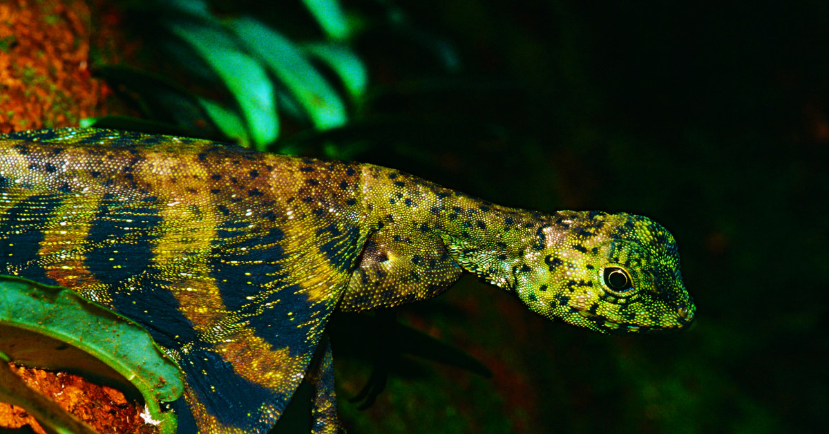 Летающий дракон. Draco quinquefasciatus. Летучий дракон Сулавеси Draco spilonotus. Агамова ящерица или дракон Летучий. Крылатый Варан.