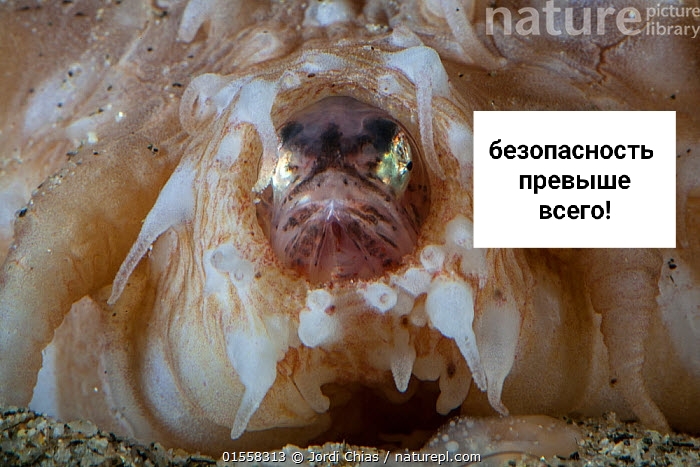 Anal hideout for fish - Sea cucumber, A fish, Protection, Disgusting, Translation, Video