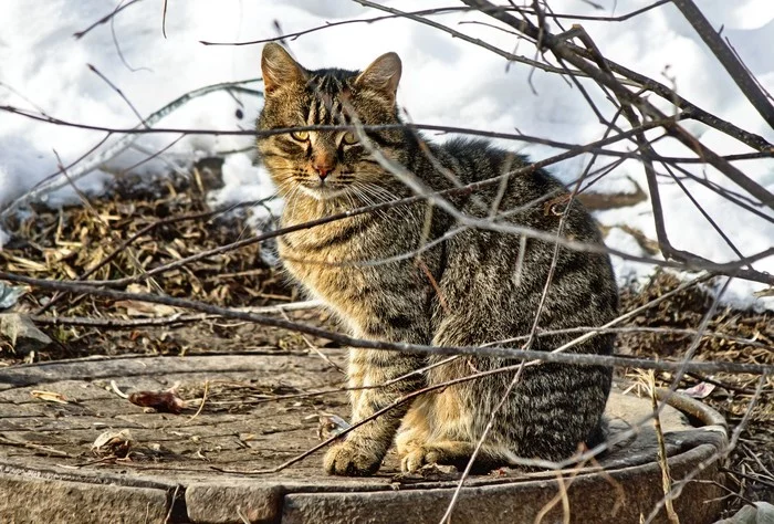 Branches and cat - My, cat, Street photography, The photo, Town, Ural