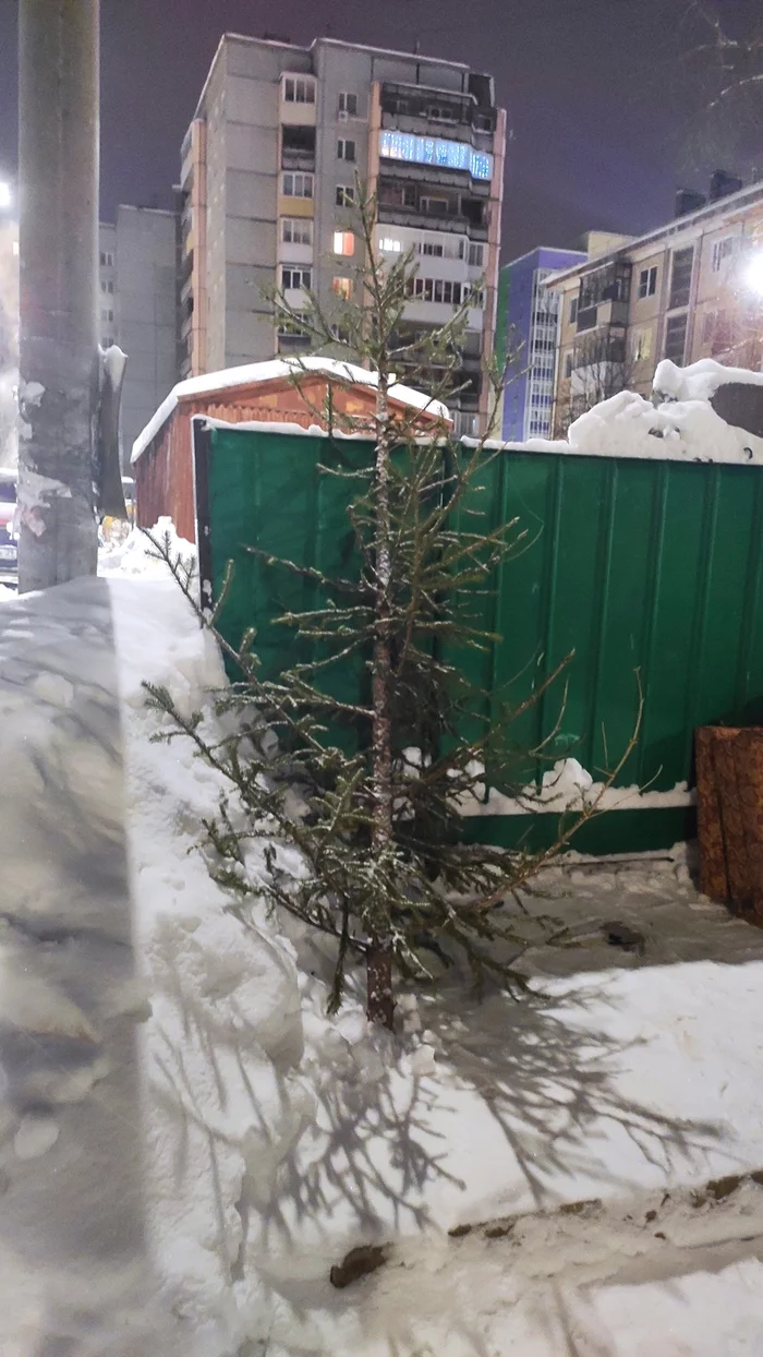 Freaked out - My, New Year, Christmas trees, Thrown out, Father Frost