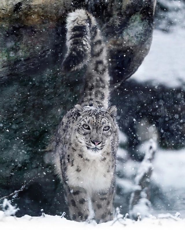 The king of the snowy mountains - Snow Leopard, Big cats, Cat family, Predatory animals, Rare view, Wild animals, Fluffy, Winter, Snow, The mountains