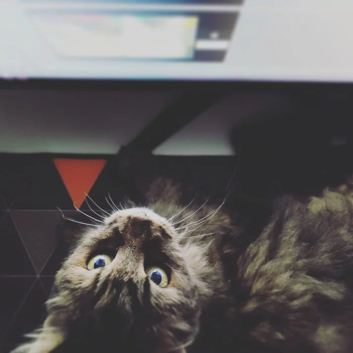 They all go to heaven. With no exceptions - My, cat, Pets, No rating, Longpost