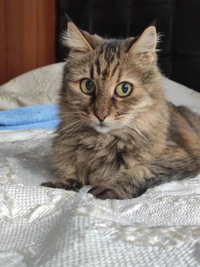 They all go to heaven. With no exceptions - My, cat, Pets, No rating, Longpost
