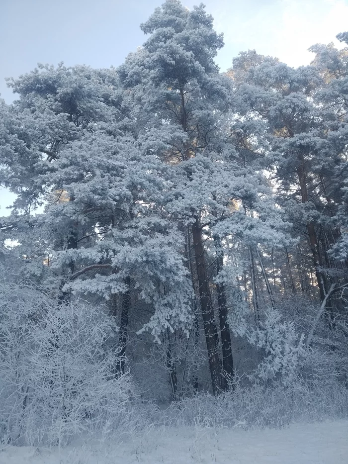 Frosty forest near the village of Biryulichi - My, Mobile photography, Winter, Pine Forest, Longpost