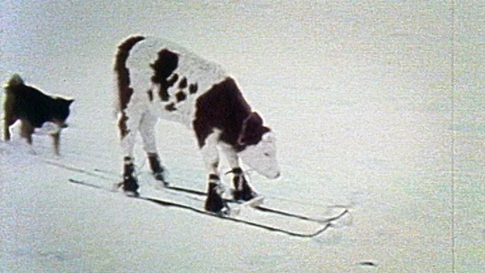 Switzerland calf shod in skis - Switzerland, Skis, Madness, Memes