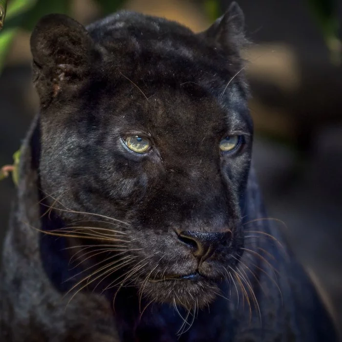 Black leopard - Portrait, Leopard, Black Panther, Big cats, Cat family, Predatory animals, Wild animals, The photo, Melanism