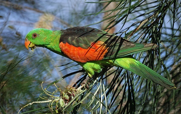 City in Australia attacked by drunken parrots - news, Australia, Birds, A parrot, Drunk