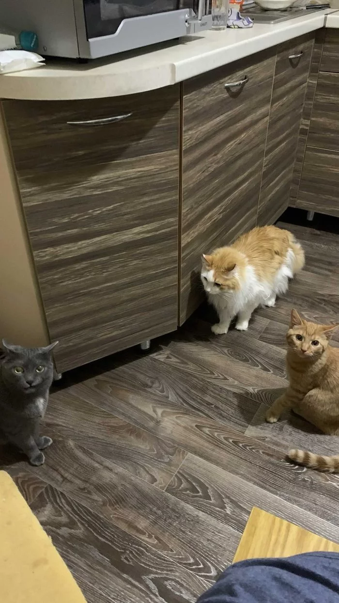 Shtaa? - cat, Oscar-free actors
