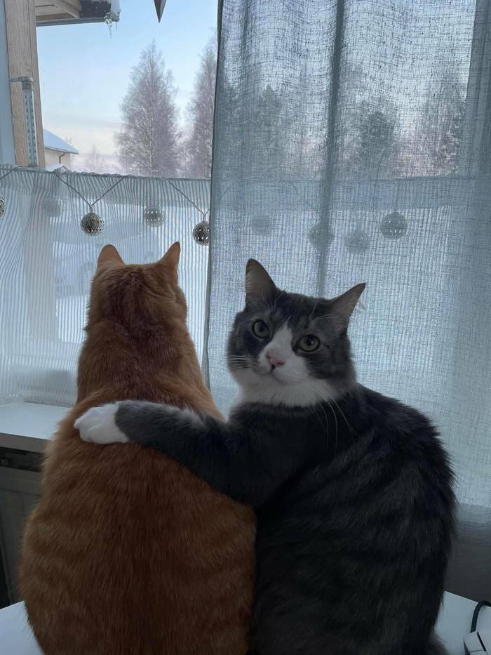 We stay for the winter - cat, Pair, friendship, Winter, Window, Milota, Fat cats