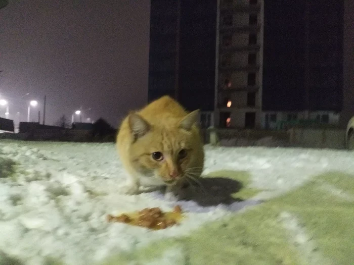 Stray cat - My, cat, Kazakhstan, Helping animals, No rating, Animals, Pets, Families, Fat cats, Lost cat, Longpost