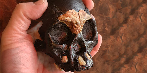 Lost child - Hominids, Paleontology, Archeology, Homo, Scull