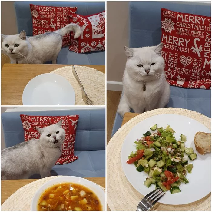 Its time for dinner - My, cat, Caesar, British Shorthair