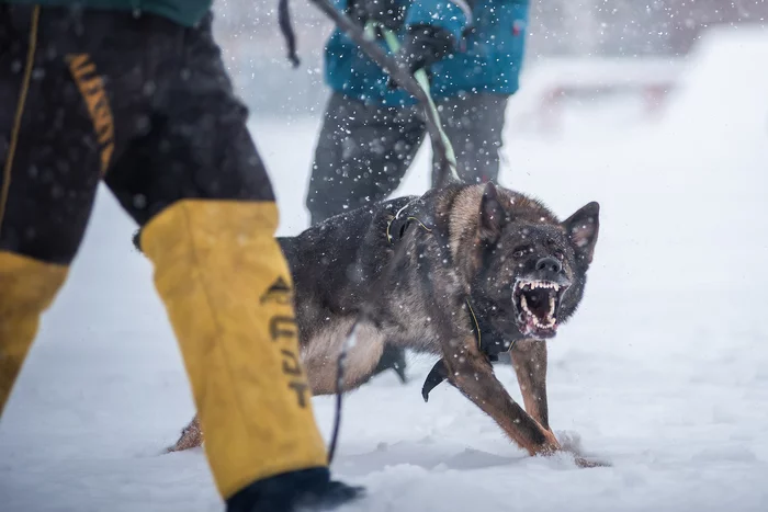 Angry and biting)) - My, Dog, The photo, Winter, ZKS, Training, Emotions, Igp, Longpost