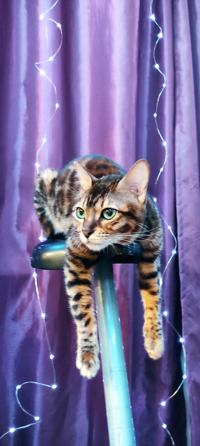 Велоцараптор