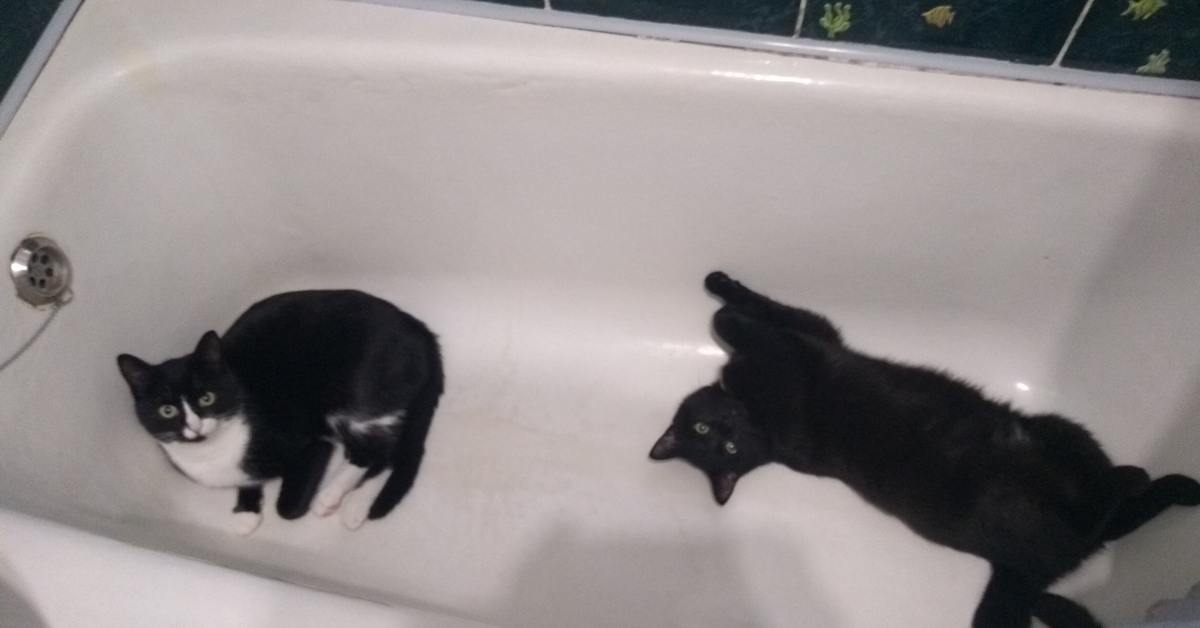 Кот в ванне говорит нормально. Котенок в ванной. Ванная для котята. Котенок под ванной. Черный котенок в ванной.