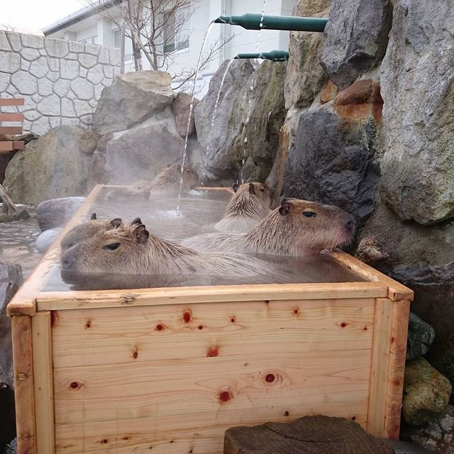 Bathing in a hot citrus bath is good for capybaras - Capybara, Rodents, Wild animals, Japan, Zoo, Bathing, The hot springs, Citrus, Фрукты, Health, Helping animals, The national geographic, Comfort, Video, Longpost
