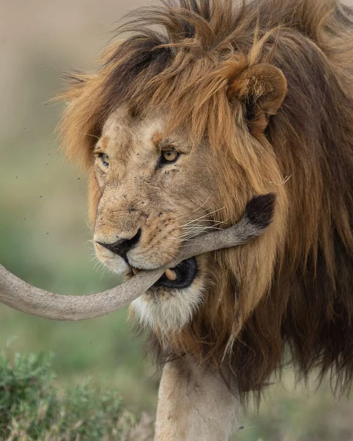 You will not run away - a lion, Big cats, Cat family, Predatory animals, Wild animals, wildlife, Reserves and sanctuaries, Masai Mara, Africa, The photo, Tail