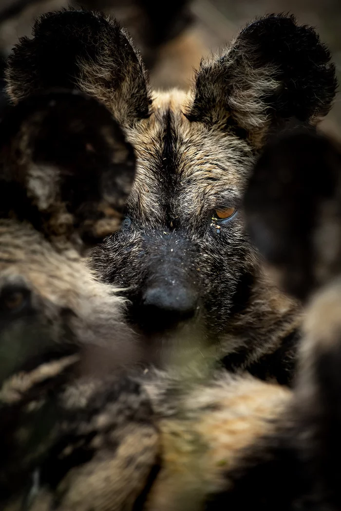 Looking through the ears - Hyena dog, Canines, Predatory animals, Wild animals, wildlife, Reserves and sanctuaries, South Africa, The photo, Ears