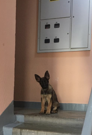 1640361940194344234 Как вымотать собаку на прогулке