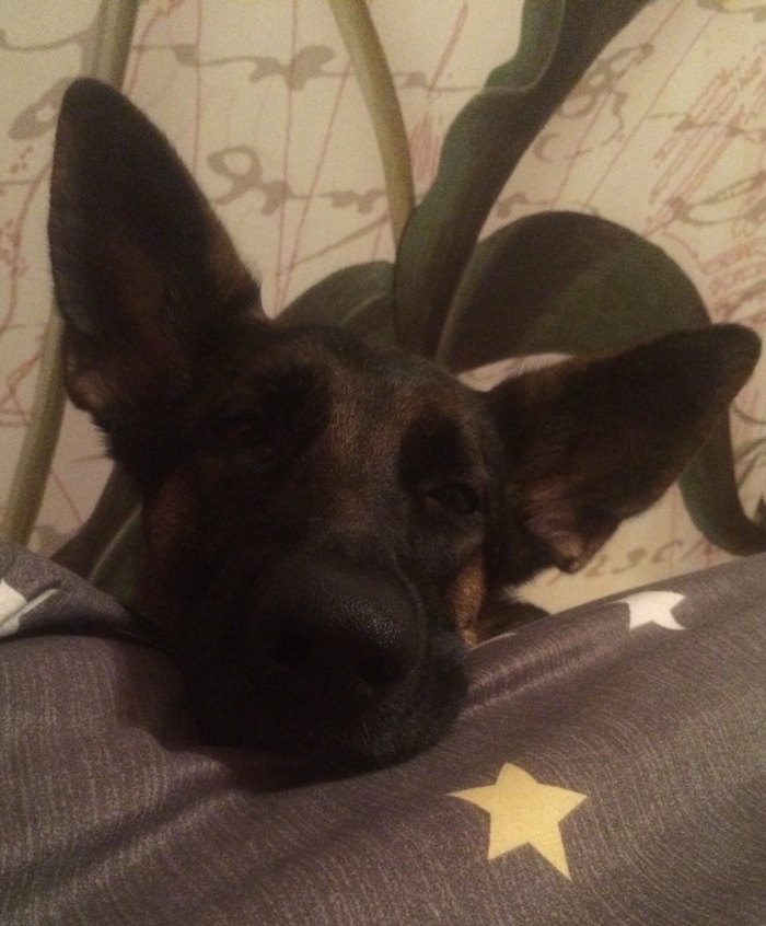 1640362227180928157 Как вымотать собаку на прогулке