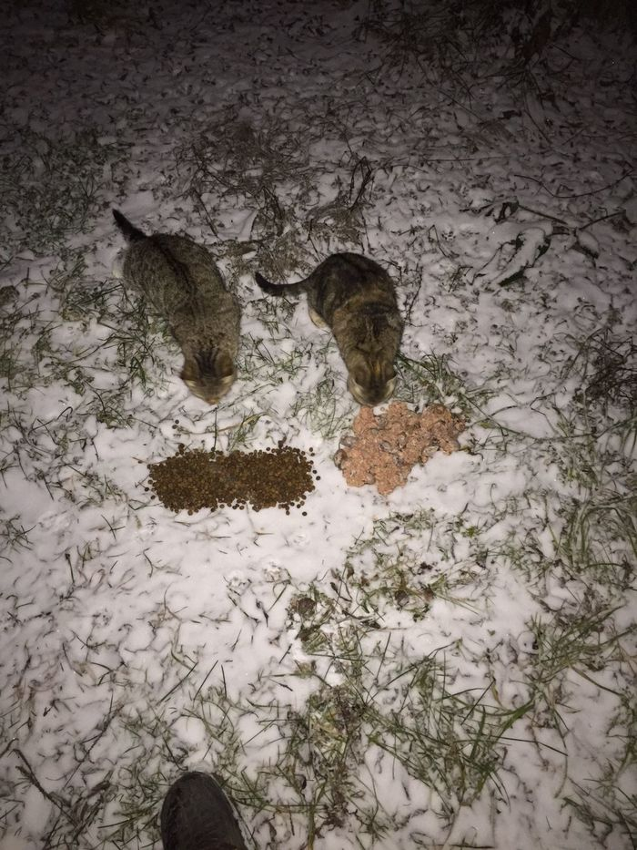 I feed the cats abandoned by summer residents. 23-24. December. Minus 9 degrees. New Ulrich (I thought it was a cat) - My, cat, Dacha, Animal Rescue, Winter, Snow, Video, Longpost