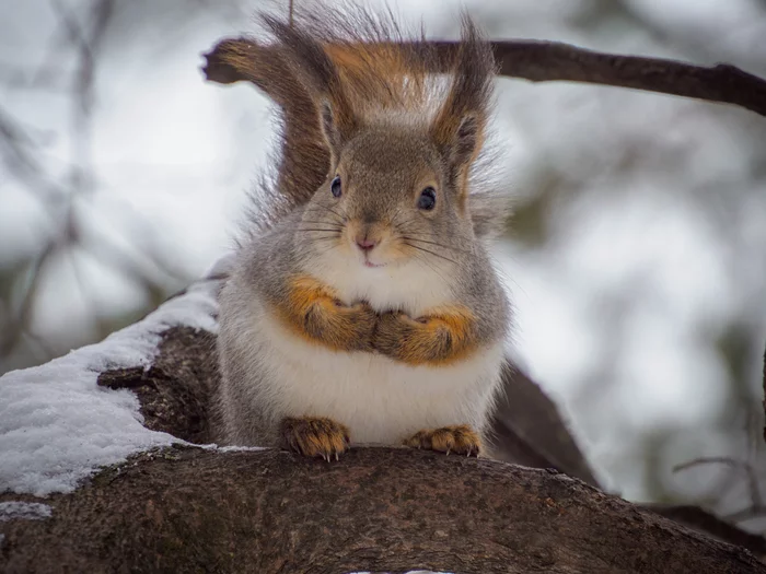 Sorry to contact you ... - My, The photo, Squirrel