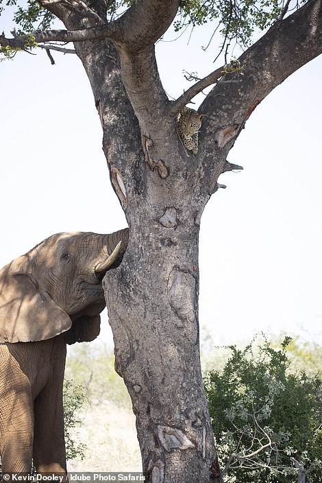 Oh yes cat! He swung at the elephant! - Leopard, Elephants, Conflict, South Africa, South Africa, Reserves and sanctuaries, Africa, Big cats, Cat family, Predatory animals, Tree, Wild animals, wildlife, The photo, Funny, Longpost