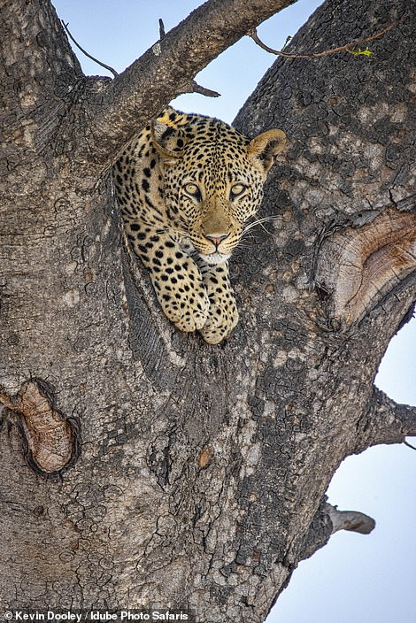 Oh yes cat! He swung at the elephant! - Leopard, Elephants, Conflict, South Africa, South Africa, Reserves and sanctuaries, Africa, Big cats, Cat family, Predatory animals, Tree, Wild animals, wildlife, The photo, Funny, Longpost