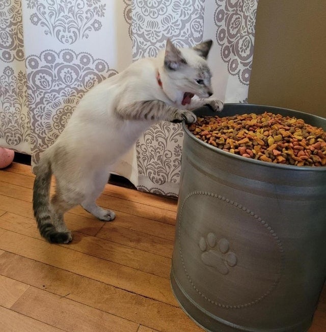 Чем покормить кота если нет корма и мяса. Смотреть фото Чем покормить кота если нет корма и мяса. Смотреть картинку Чем покормить кота если нет корма и мяса. Картинка про Чем покормить кота если нет корма и мяса. Фото Чем покормить кота если нет корма и мяса