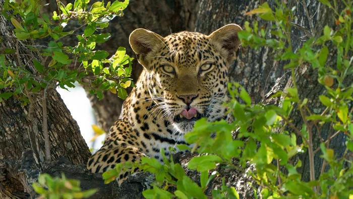 And you are probably delicious - Leopard, Big cats, Cat family, Predatory animals, Wild animals, wildlife, Africa, South Africa, The national geographic, The photo, Lordly, beauty of nature