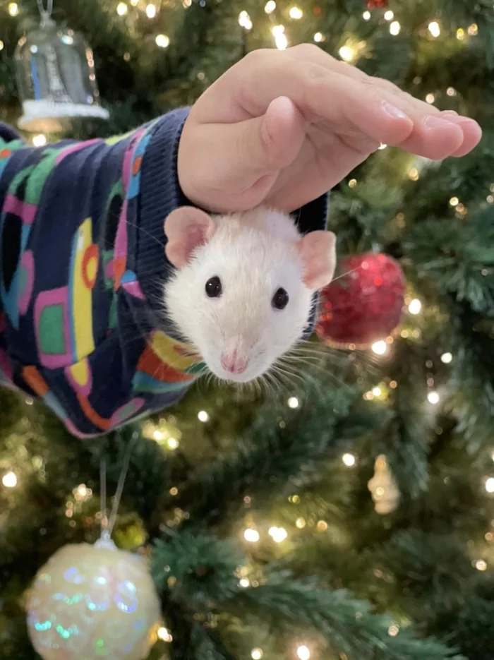 Ready for the New Year! - My, Rat, Decorative rats, Rat dumbo, Pets, Longpost