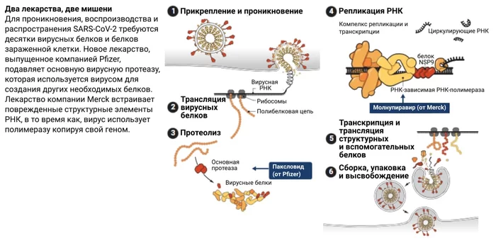 Paklovid is a drug against COVID-19 that reduces the risk of hospitalization and death by 88% in people at risk - Coronavirus, Medications, Alexey Vodovozov, Longpost