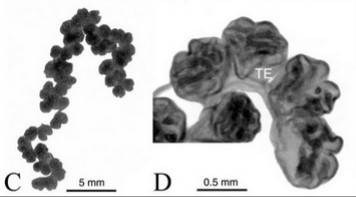 Tentacle - My, Coelenterates, Parasites, Black caviar, Mat, Longpost