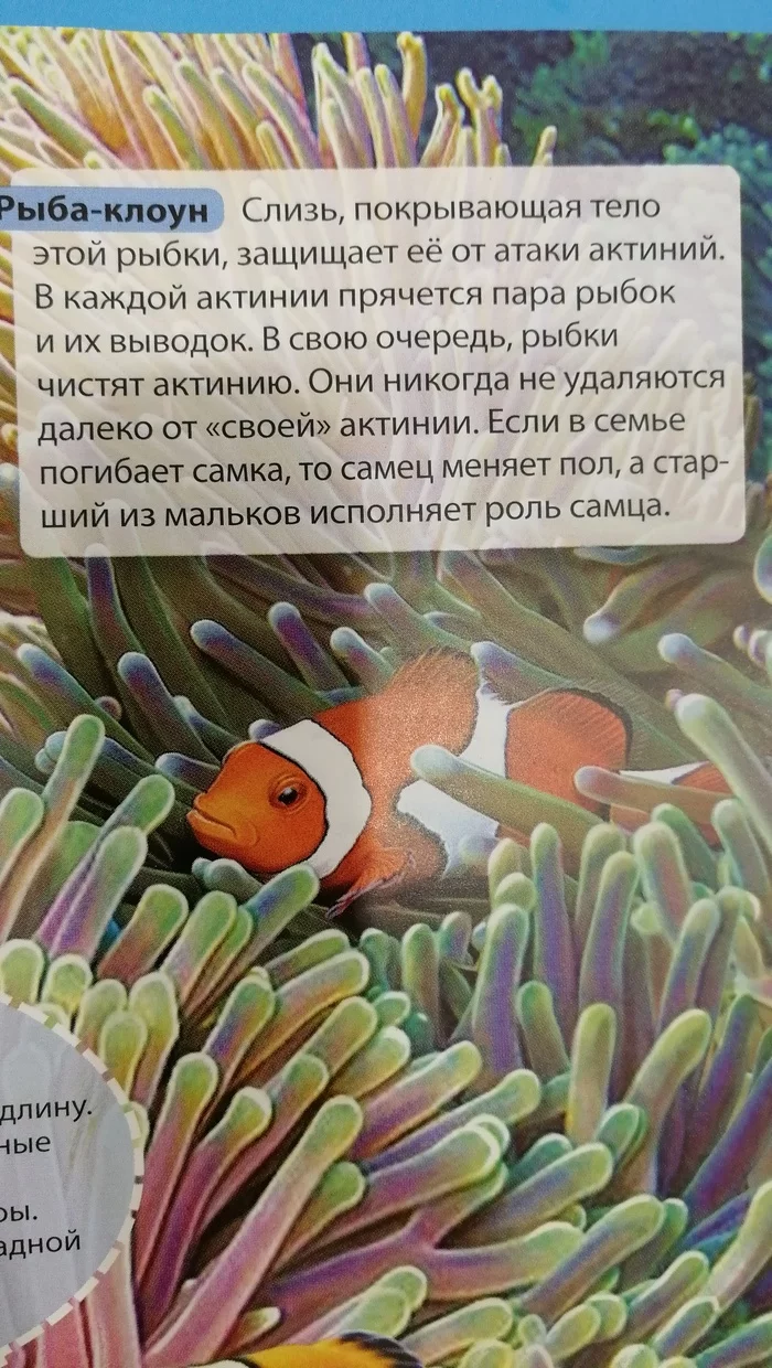 Finding Nemo - My, Finding Nemo, Books, Facts