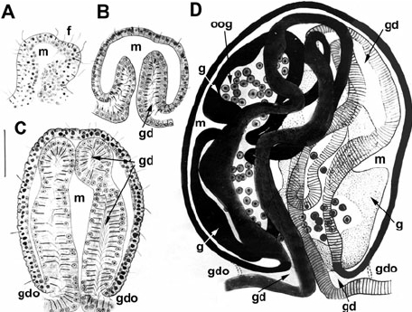 Tentacle - My, Coelenterates, Parasites, Black caviar, Mat, Longpost