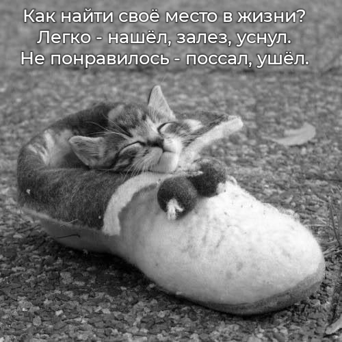 A place in life ... - Strange humor, Memes, cat, Place, Смысл жизни, Existentialism, Psychology, The purpose of life