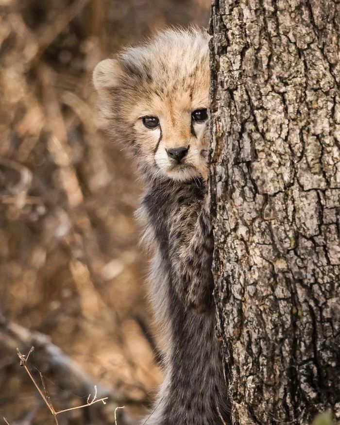 Я тебя вижу