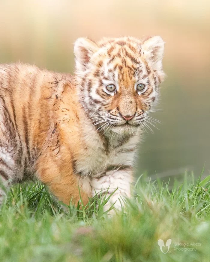 Tiger cubs - Animal games, Longpost, Tiger, Tiger cubs, Big cats, Cat family, Predatory animals, Wild animals, Zoo, The photo, Milota