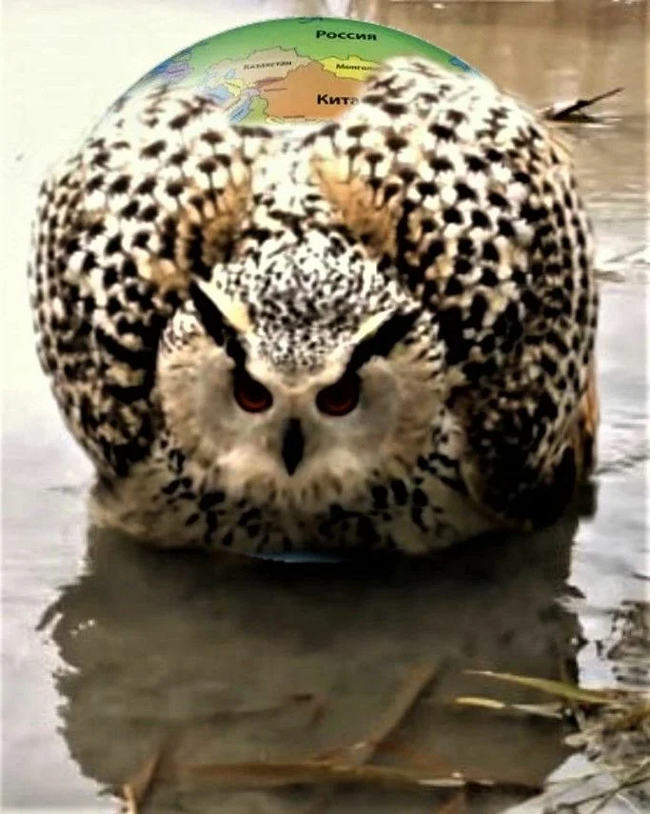 Pull an owl onto the globe - My, Humor, Owl, the globe, Pull, Substitution