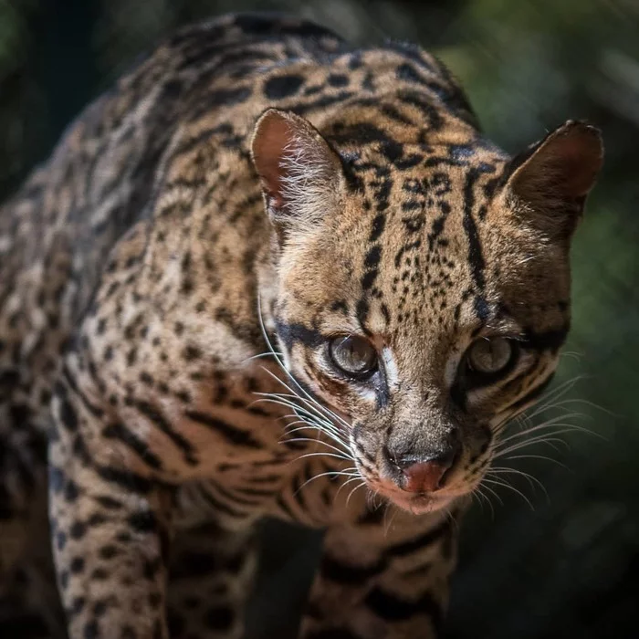 Ocelot - Ocelot, Small cats, Cat family, Predatory animals, Wild animals, Zoo, The photo, Longpost