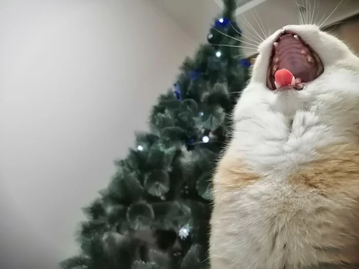 AAAAAAA - My, cat, Scream