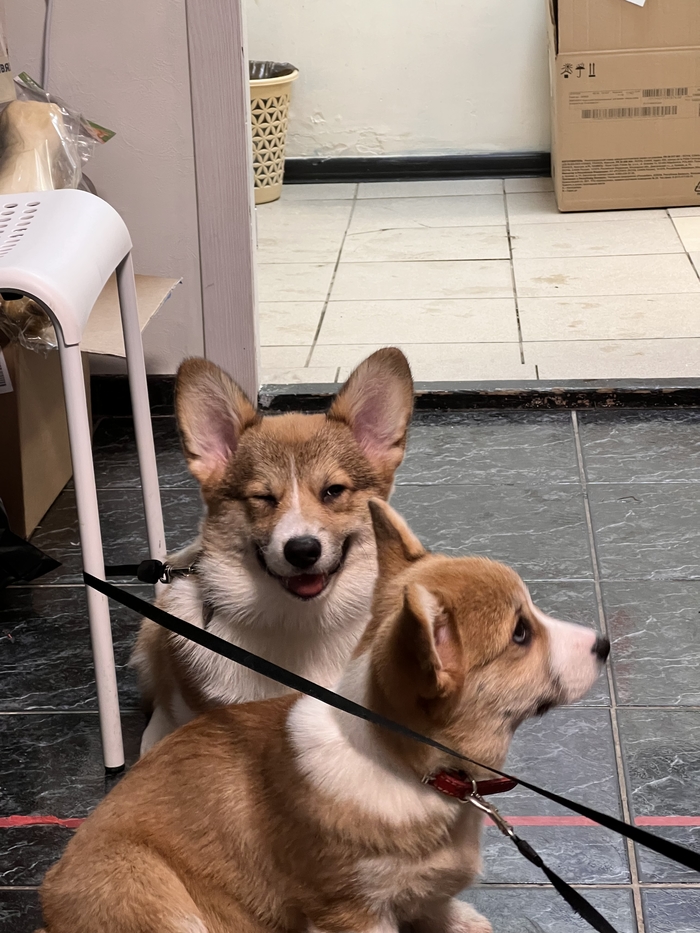 1640462841110089422 Мимишность зашкаливает как пишется правильно