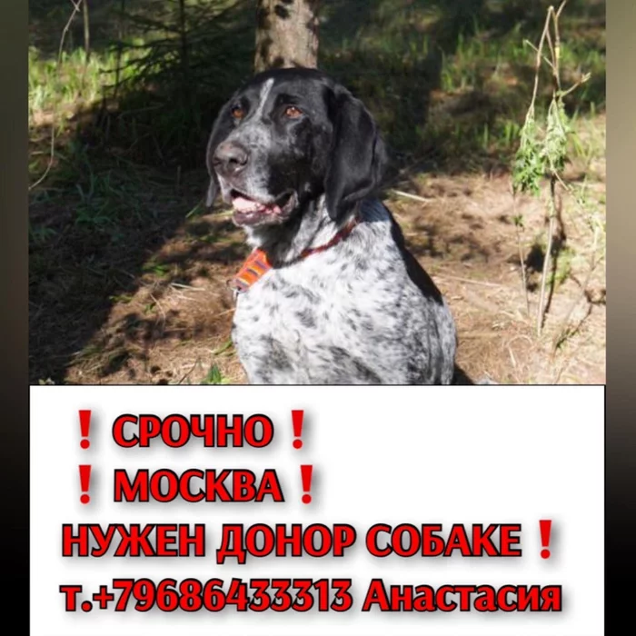 Moscow. m Kashirskaya, Biocontrol. We urgently need a donor dog over 30 kg. Need 400ml of blood - No rating, Dog, Donor, Helping animals, Moscow, Kashirskaya, Kashirka, Kashirskoe shosse, Vet clinic, Kurzhaar, Mestizo