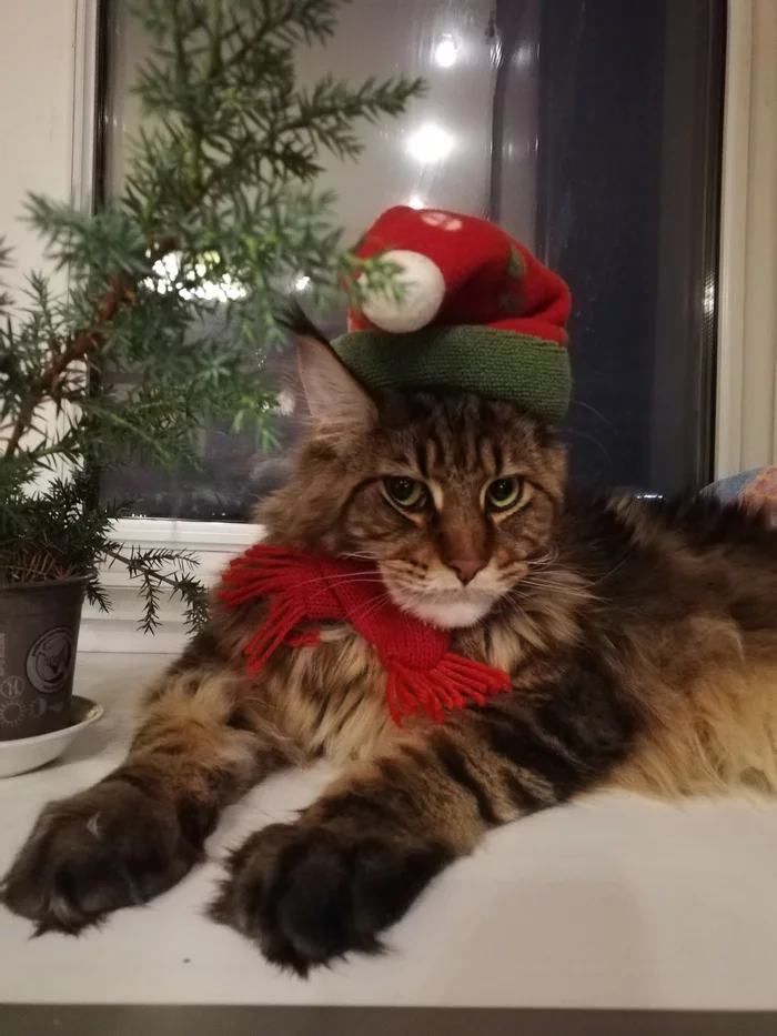Merry Christmas - Christmas, cat, Maine Coon, New Year