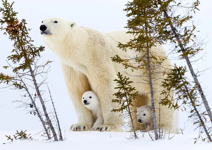 Mom Warmer - Polar bear, Teddy bears, Milota, Canada, Manitoba, beauty of nature, The Bears, wildlife, The photo, Wild animals, Around the world