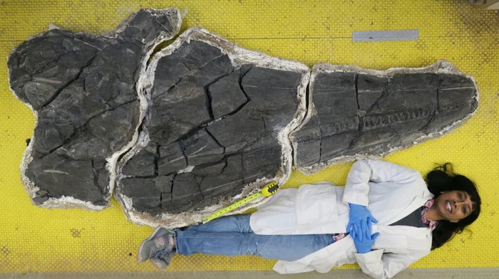 Skull of Ichthyosaurus Cymbospondylus youngorum - Paleontology, Prehistoric animals, Triassic period